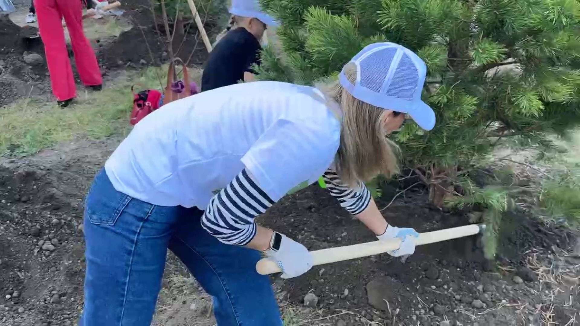 Реутов, День в лесу, посади свое дерево, высадка деревьев, кустарники, кизильник, ели, сосны, деревья,
