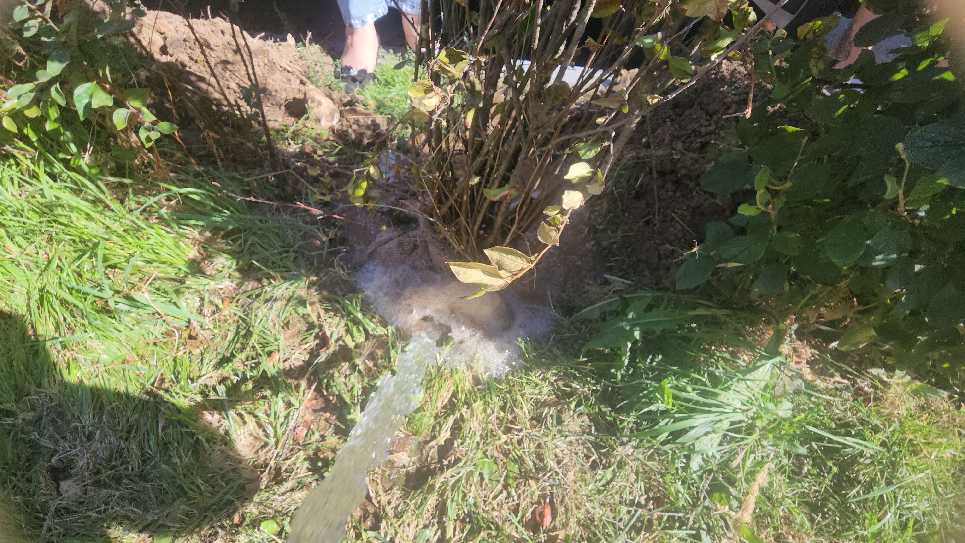 Реутов, День в лесу, посади свое дерево, высадка деревьев, кустарники, кизильник, ели, сосны, деревья,