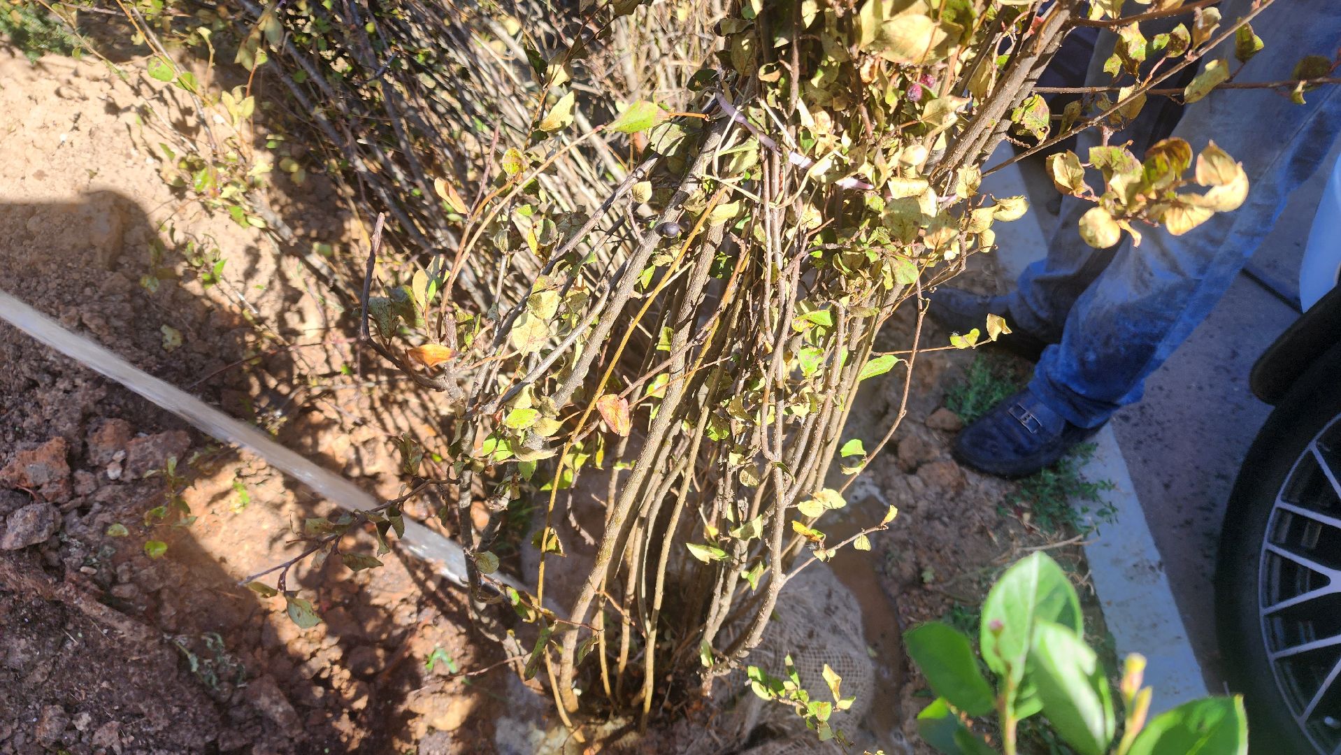 Реутов, День в лесу, посади свое дерево, высадка деревьев, кустарники, кизильник, ели, сосны, деревья,