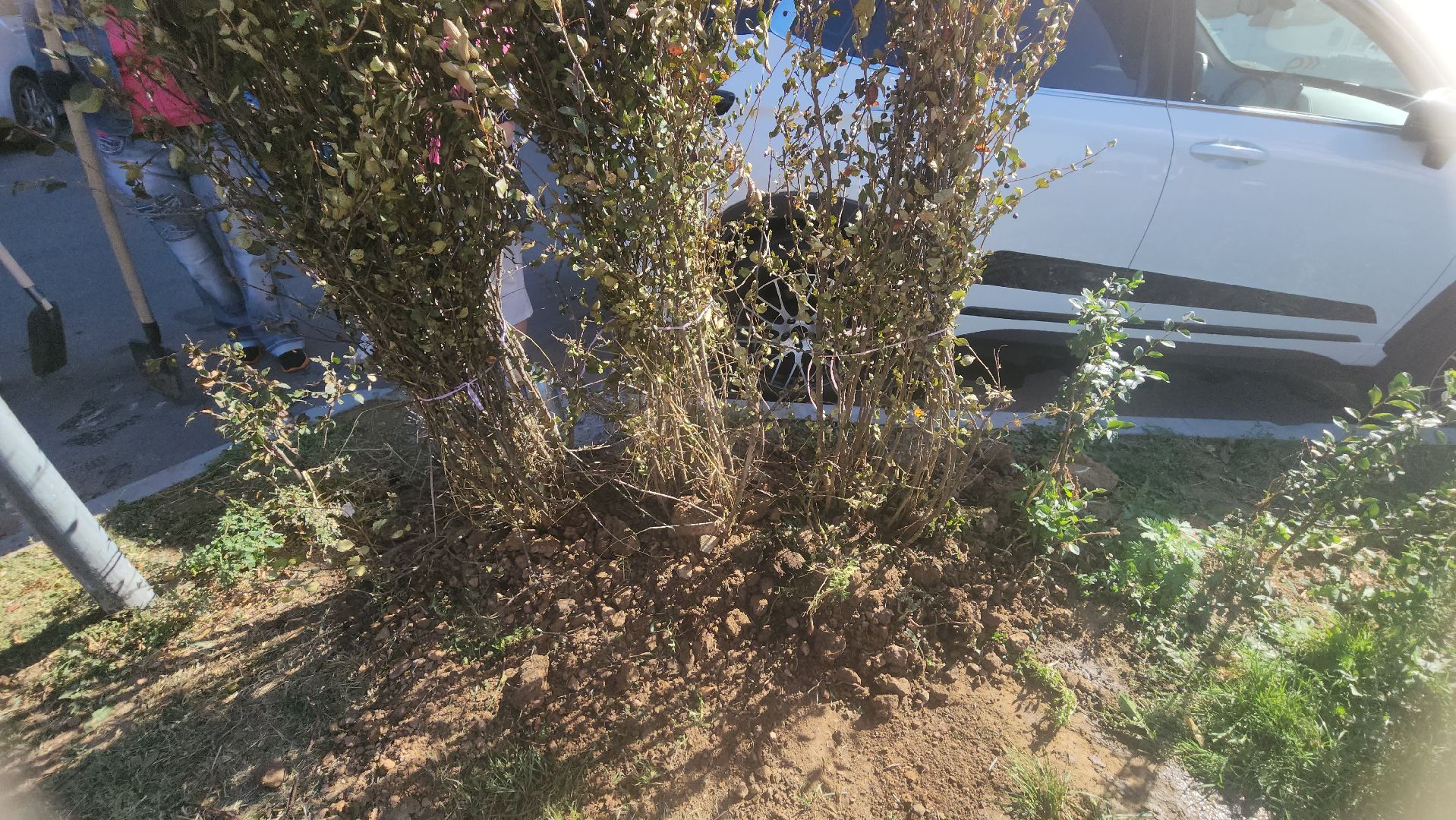 Реутов, День в лесу, посади свое дерево, высадка деревьев, кустарники, кизильник, ели, сосны, деревья,