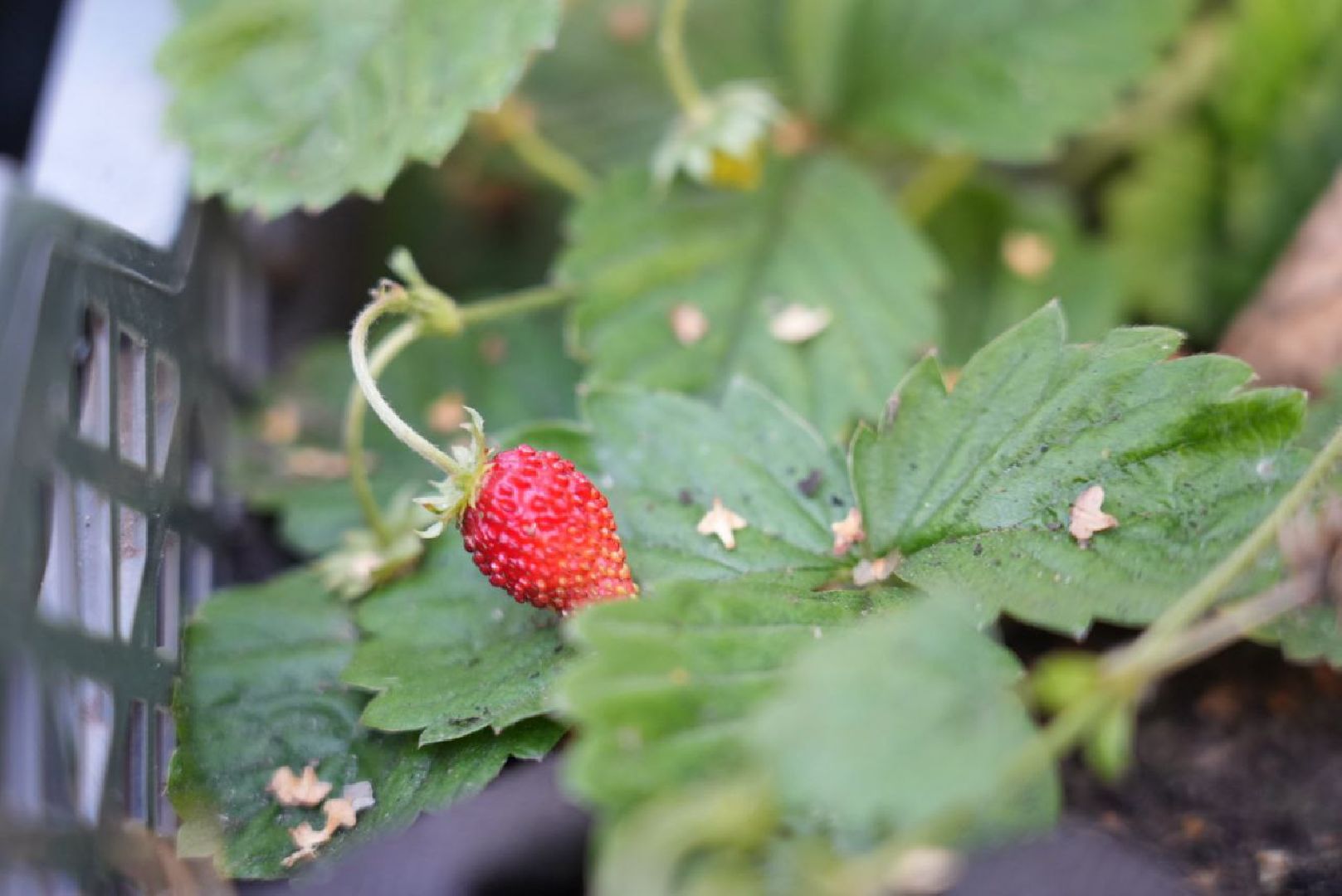 Парки Подмосковье, Парки МО, Скитские пруды, Сергиев Посад, Общественный огород,