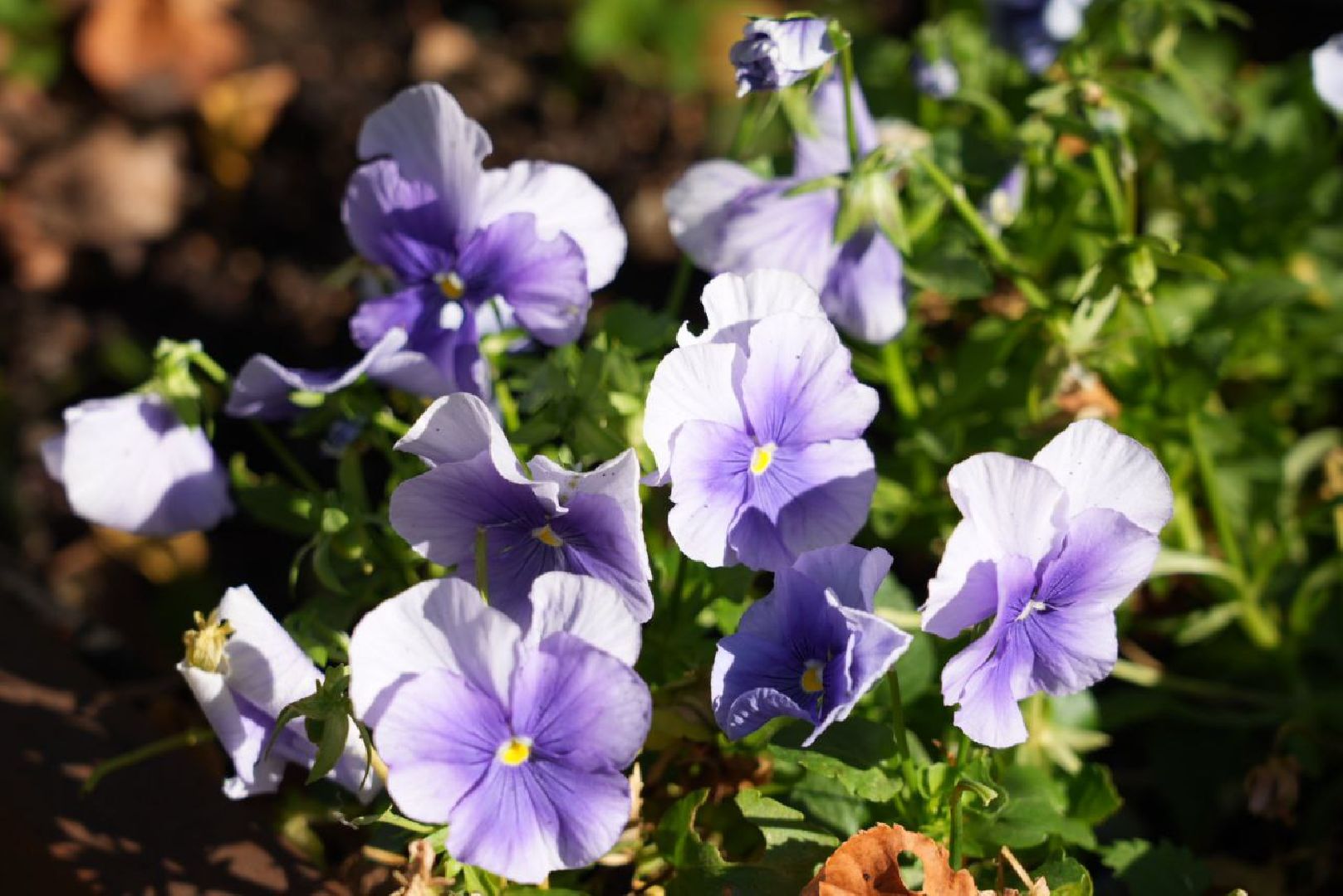 Парки Подмосковье, Парки МО, Скитские пруды, Сергиев Посад, Общественный огород,