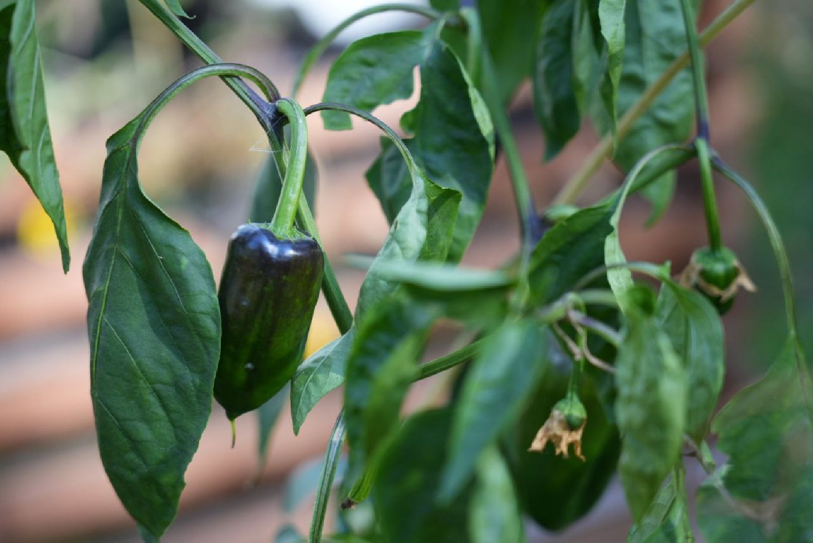 Парки Подмосковье, Парки МО, Скитские пруды, Сергиев Посад, Общественный огород,