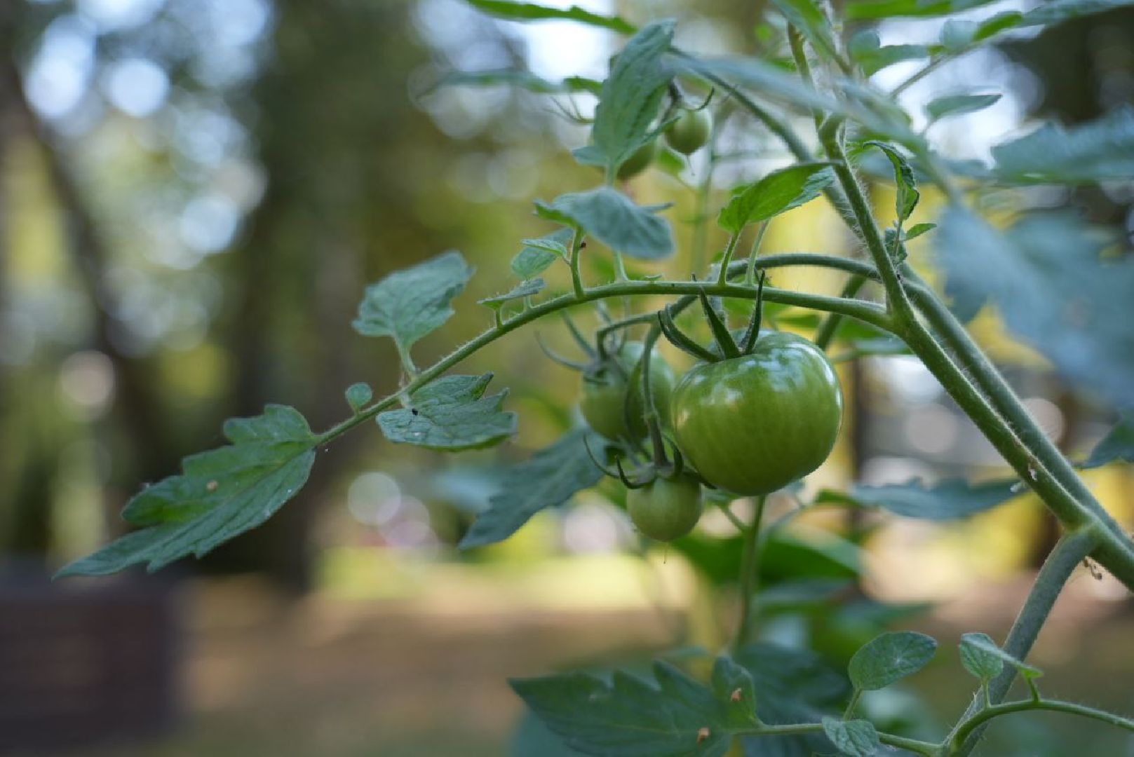 Парки Подмосковье, Парки МО, Скитские пруды, Сергиев Посад, Общественный огород,