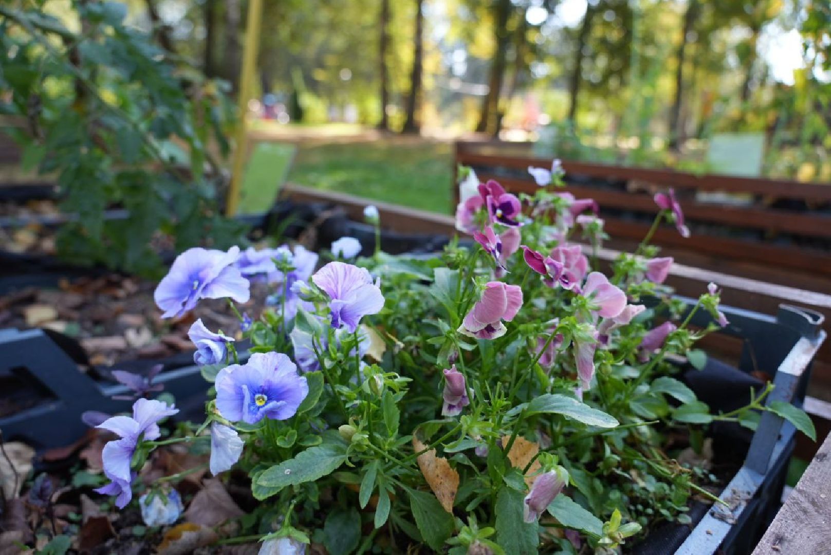 Парки Подмосковье, Парки МО, Скитские пруды, Сергиев Посад, Общественный огород,