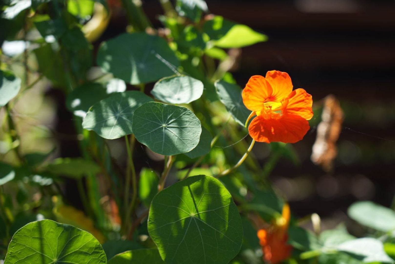 Парки Подмосковье, Парки МО, Скитские пруды, Сергиев Посад, Общественный огород,