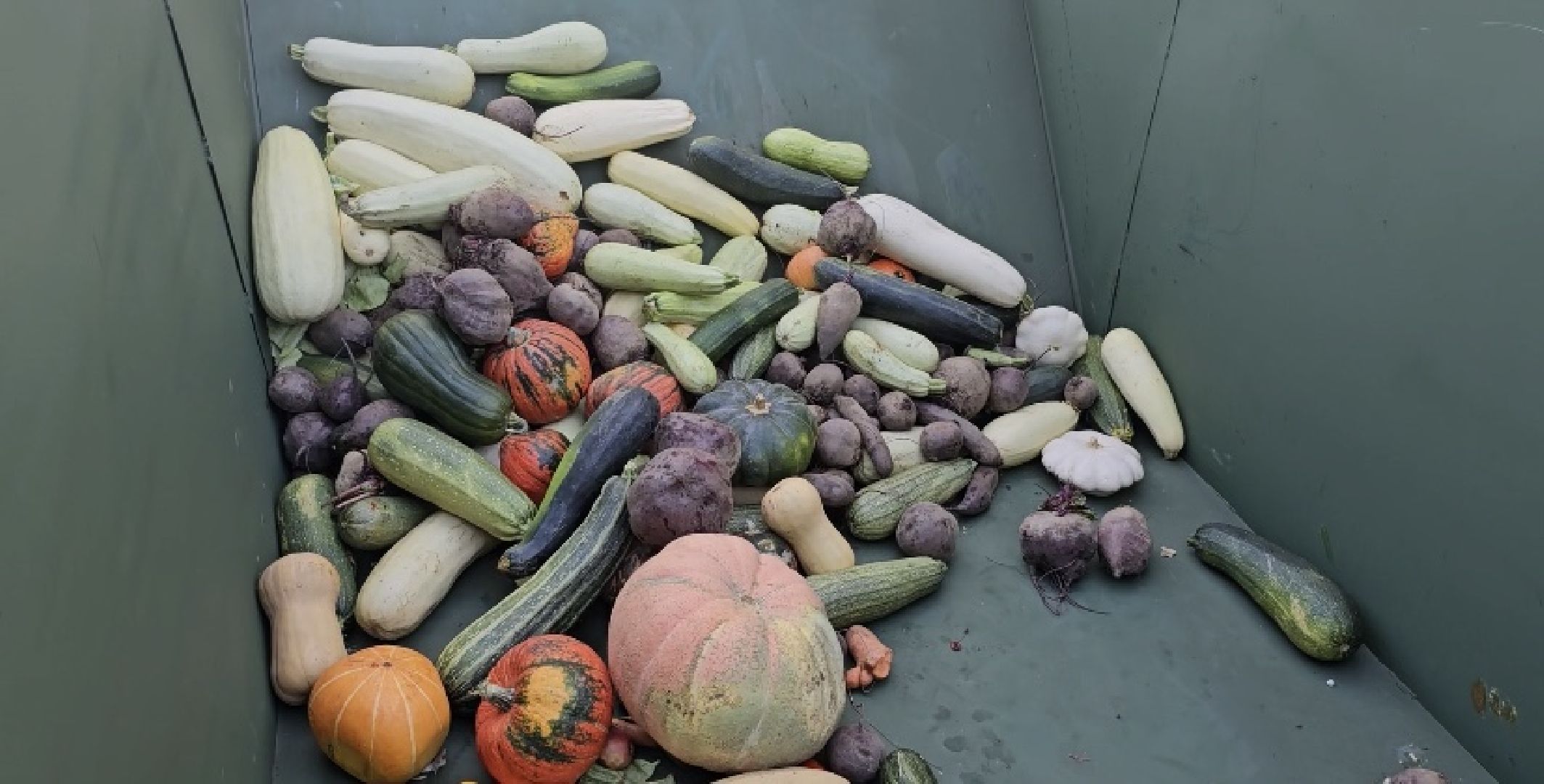 луховицы, фестиваль тыкв, сельское хозяйство, урожай 2024,