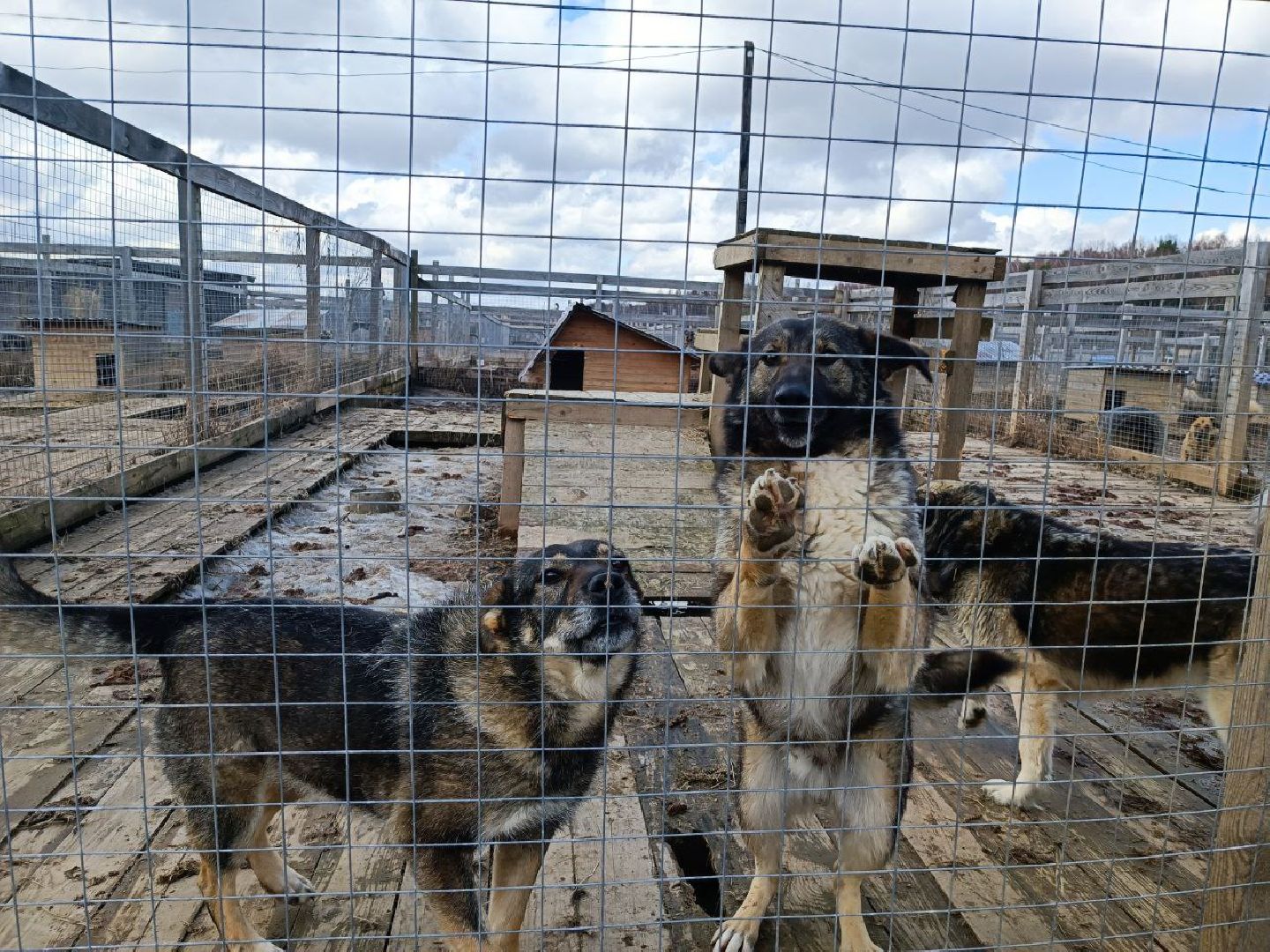 Можайск, Можайский го, Подмосковье, приют для животных, благотворительность, бездомные животные