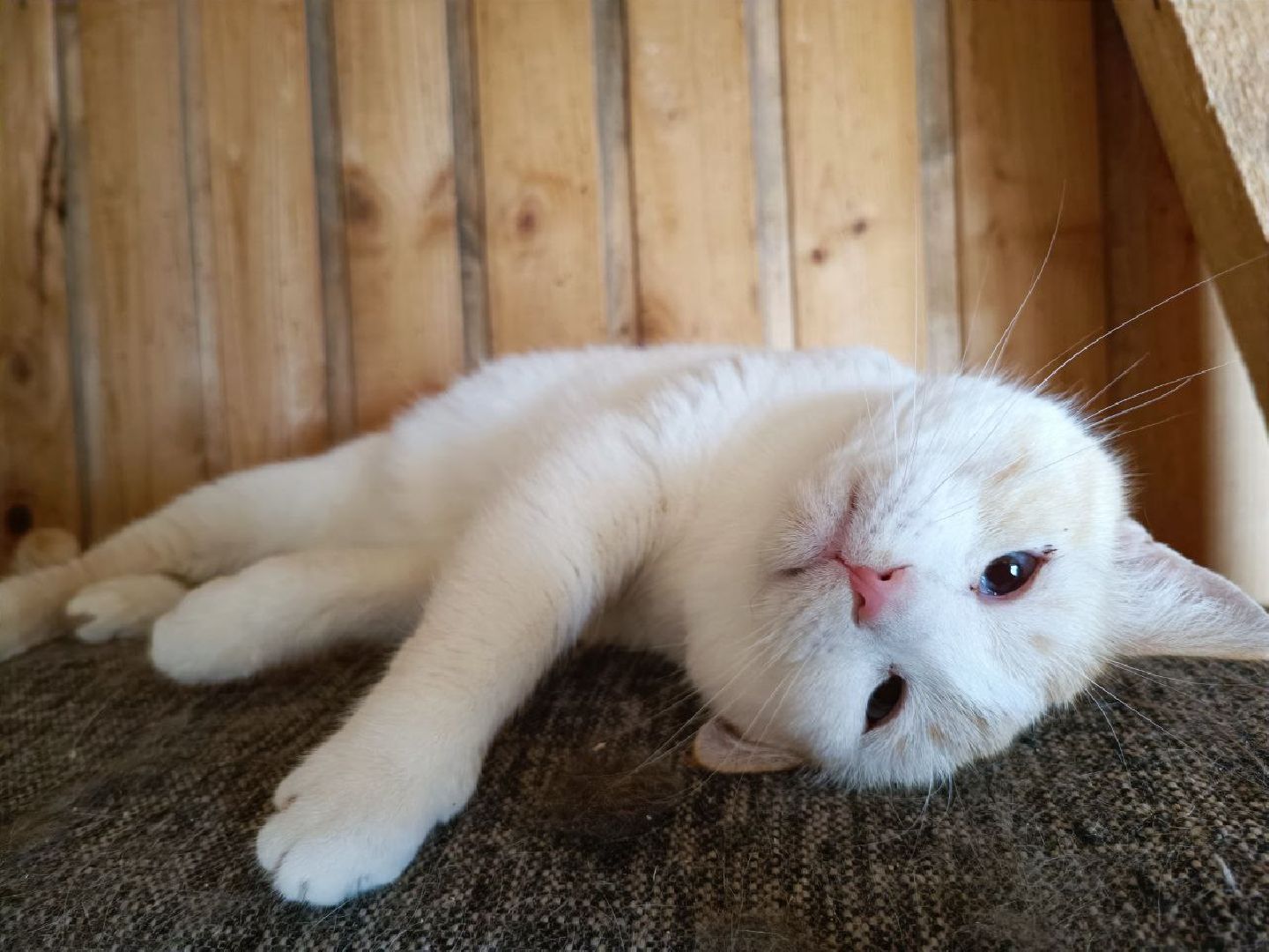 Можайск, Можайский го, Подмосковье, приют для животных, благотворительность, бездомные животные