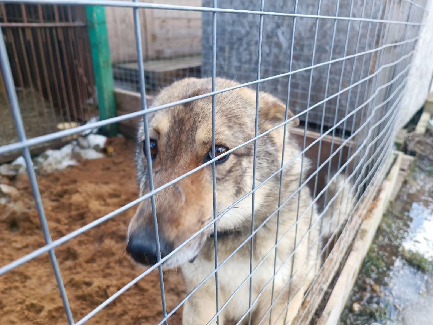 Можайск, Можайский го, Подмосковье, приют для животных, благотворительность, бездомные животные