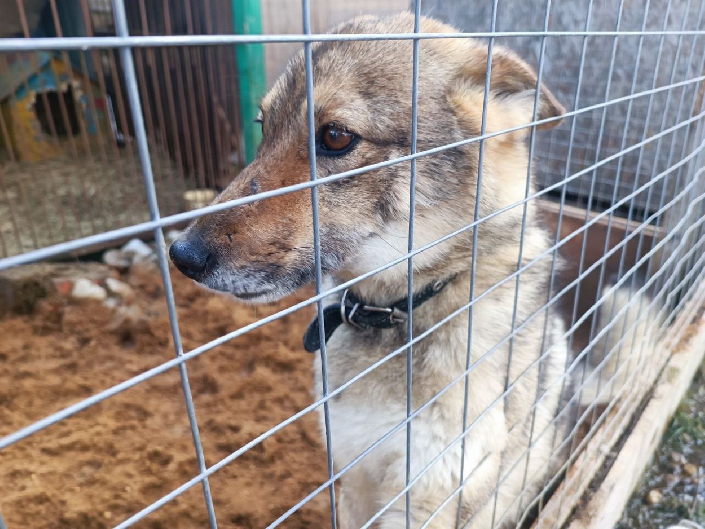 Можайск, Можайский го, Подмосковье, приют для животных, благотворительность, бездомные животные