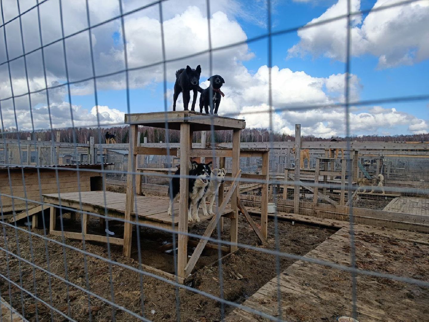 Можайск, Можайский го, Подмосковье, приют для животных, благотворительность, бездомные животные