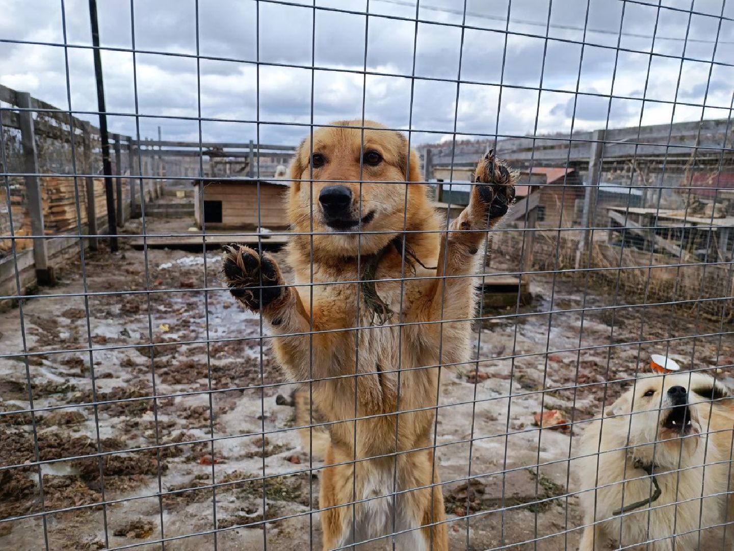 Можайск, Можайский го, Подмосковье, приют для животных, благотворительность, бездомные животные
