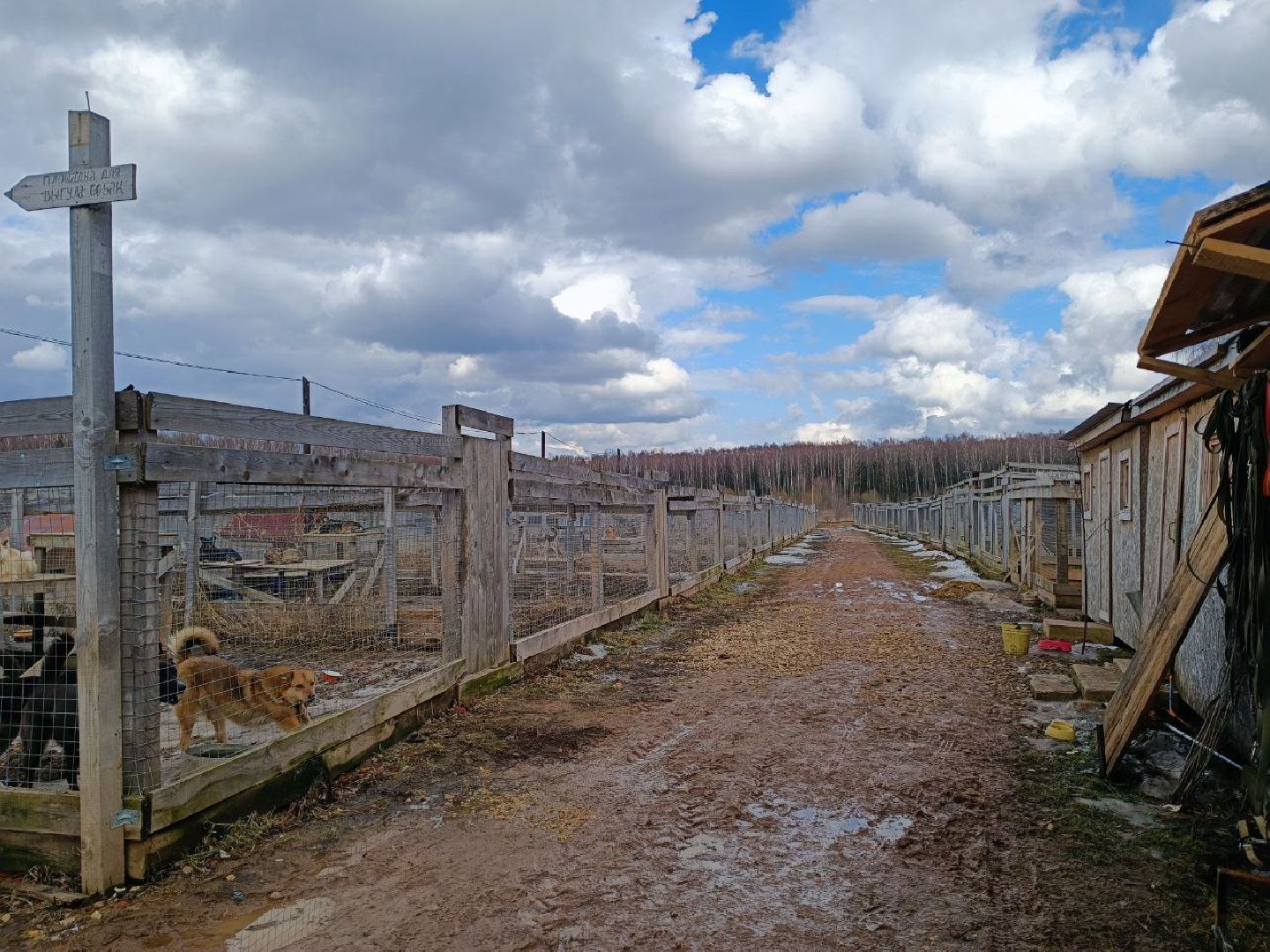 Можайск, Можайский го, Подмосковье, приют для животных, благотворительность, бездомные животные
