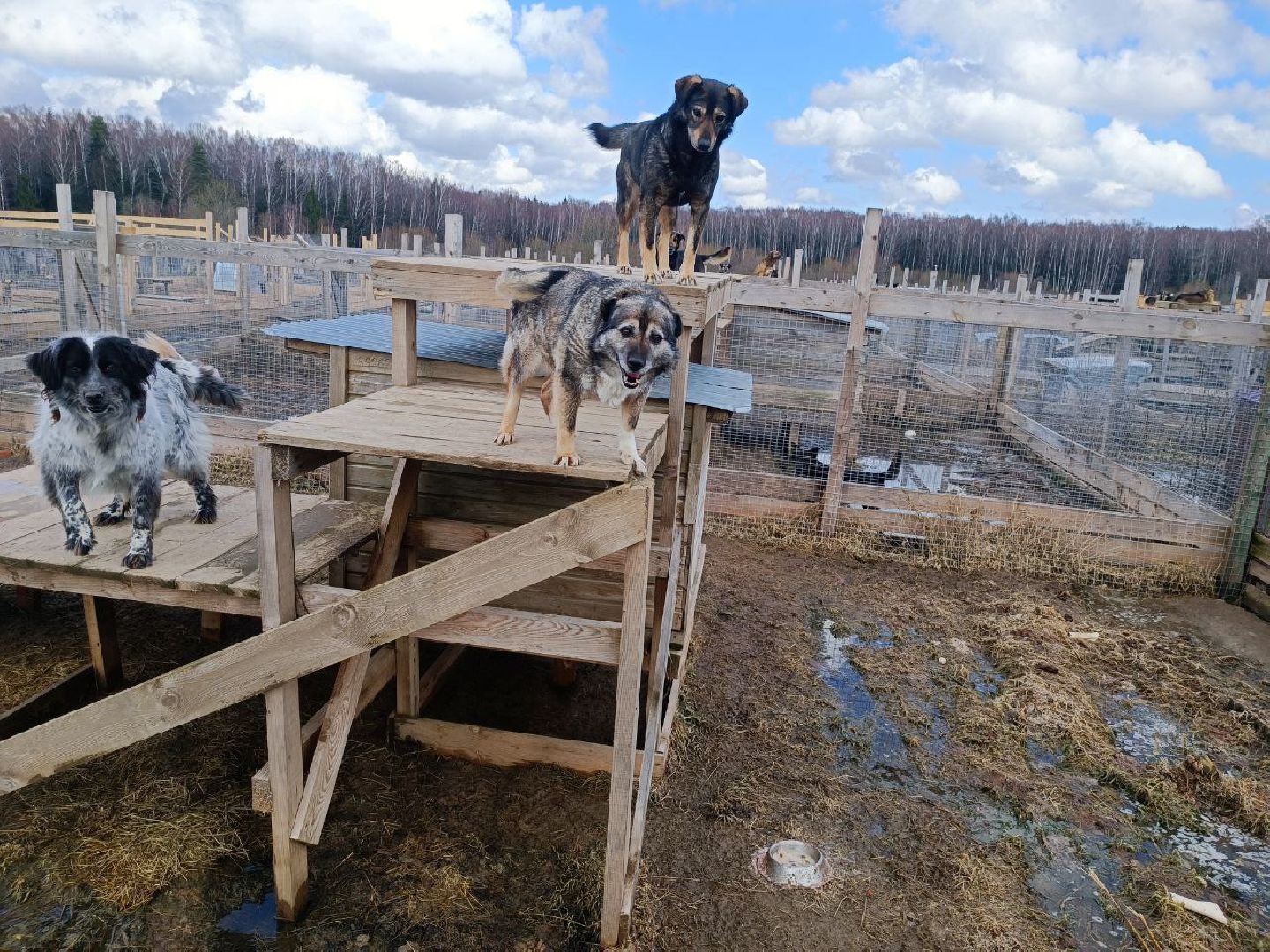 Можайск, Можайский го, Подмосковье, приют для животных, благотворительность, бездомные животные