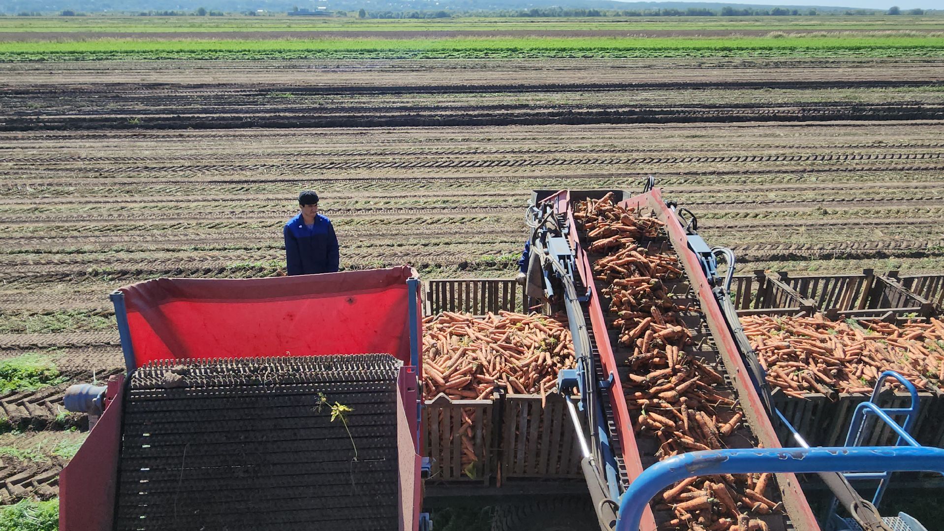серпухов, ао дашковка, уборка урожая, морковь, пойма оки,