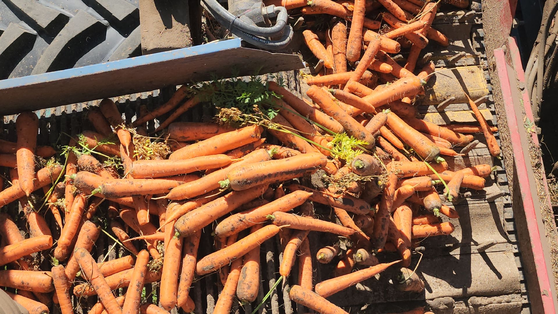 серпухов, ао дашковка, уборка урожая, морковь, пойма оки,