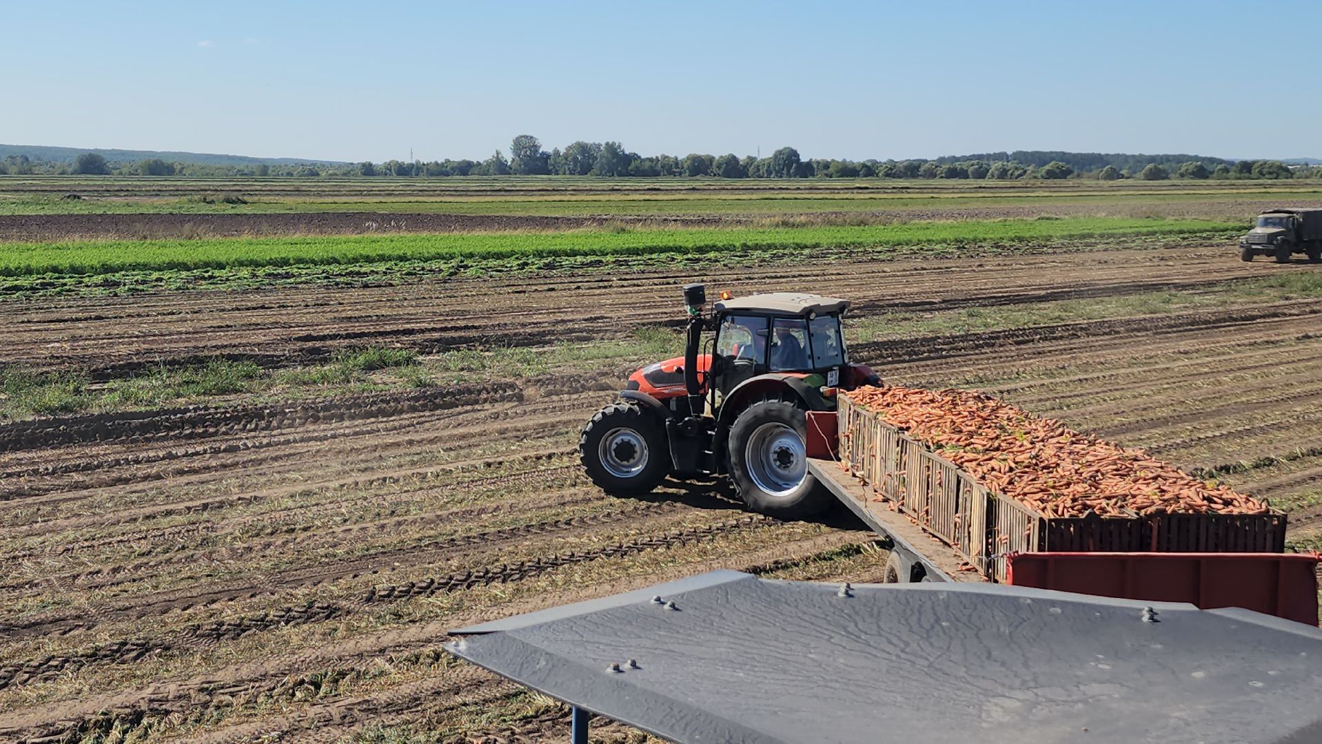 серпухов, ао дашковка, уборка урожая, морковь, пойма оки,