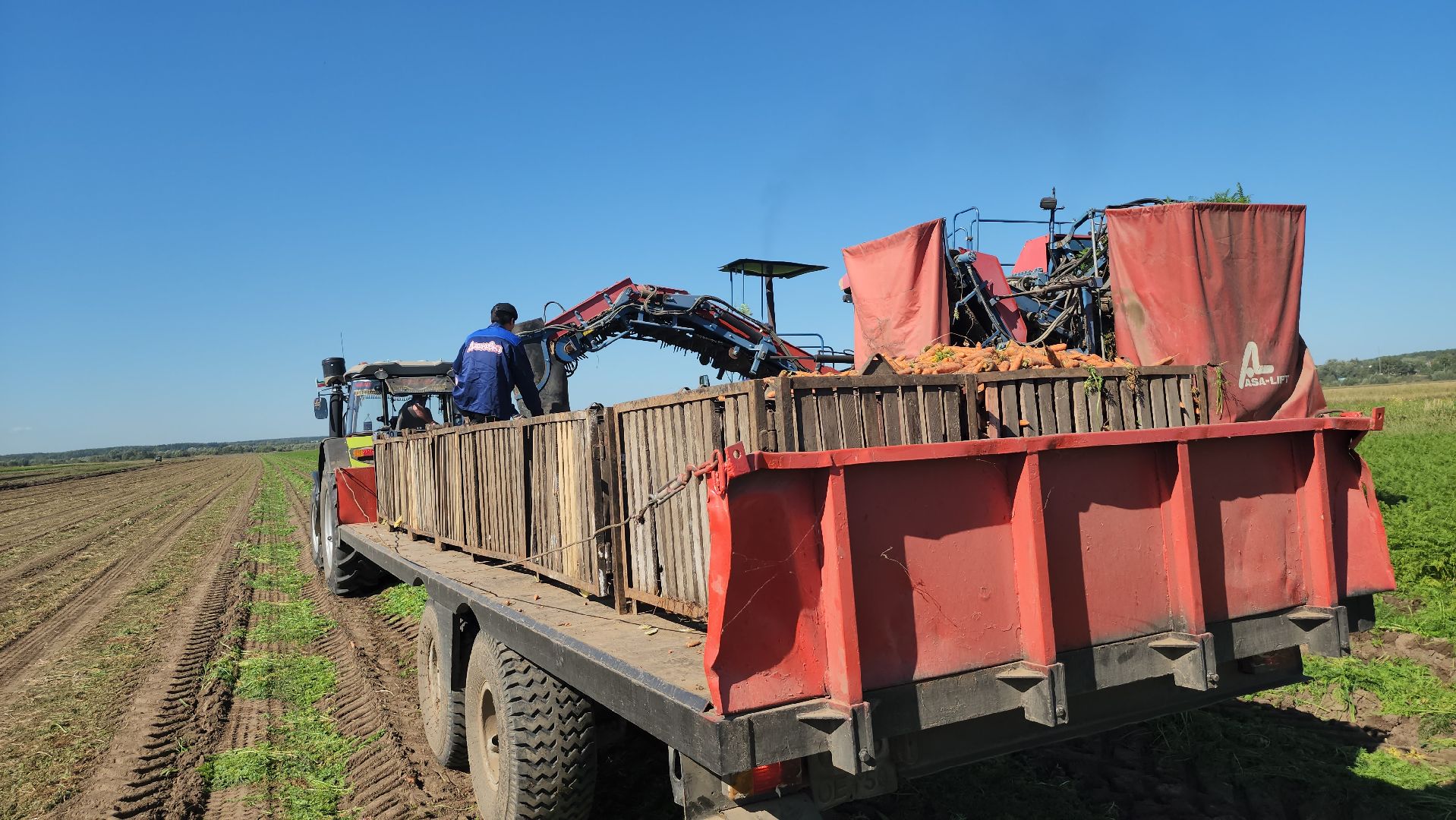 серпухов, ао дашковка, уборка урожая, морковь, пойма оки,