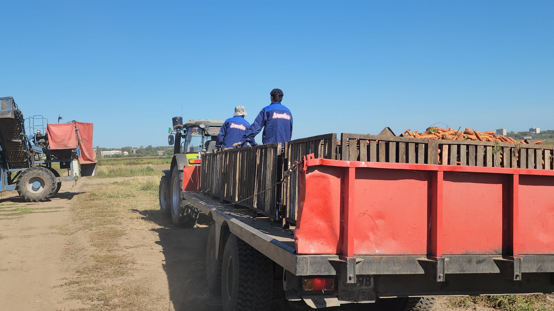 серпухов, ао дашковка, уборка урожая, морковь, пойма оки,