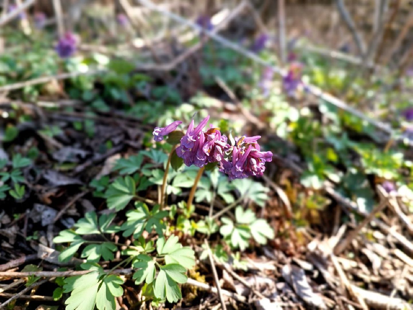 Можайск, Можайский городской округ, Подмосковье, мост, весенний паводок, восстановили мост, власти, открытая власть