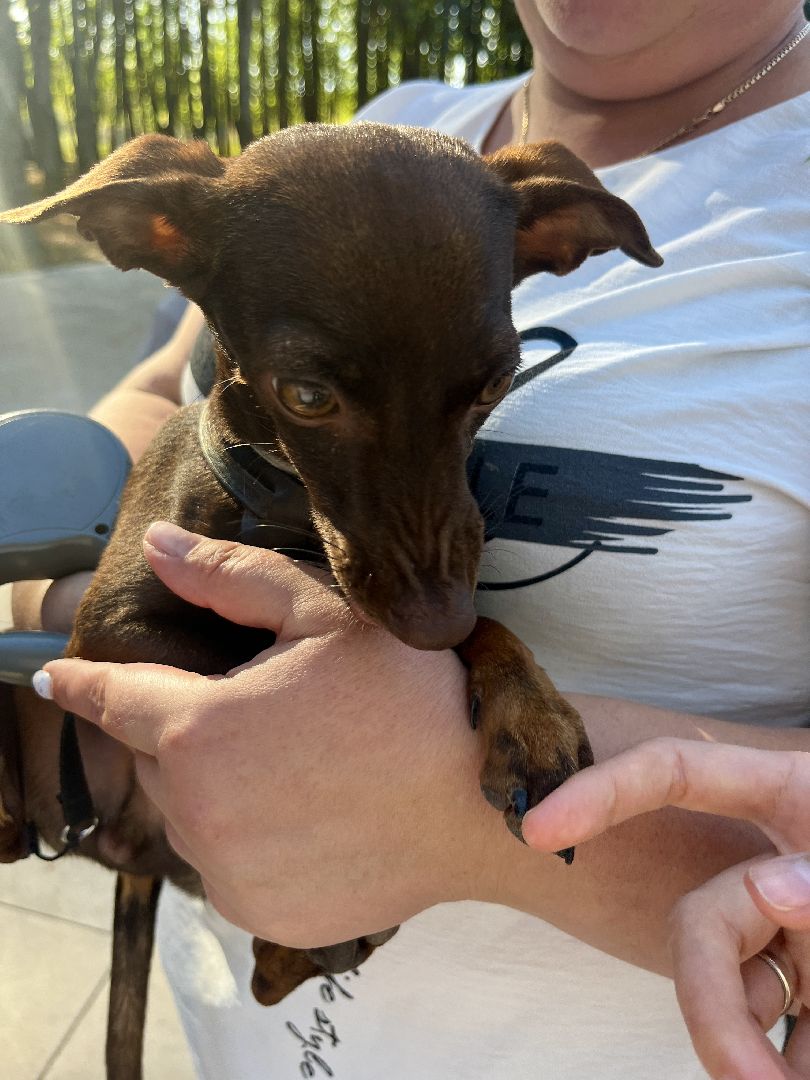 наро-фоминск, наро-фоминский городской округ, ветеринарная служба, вакцинация животных, чипирование домашних животных,