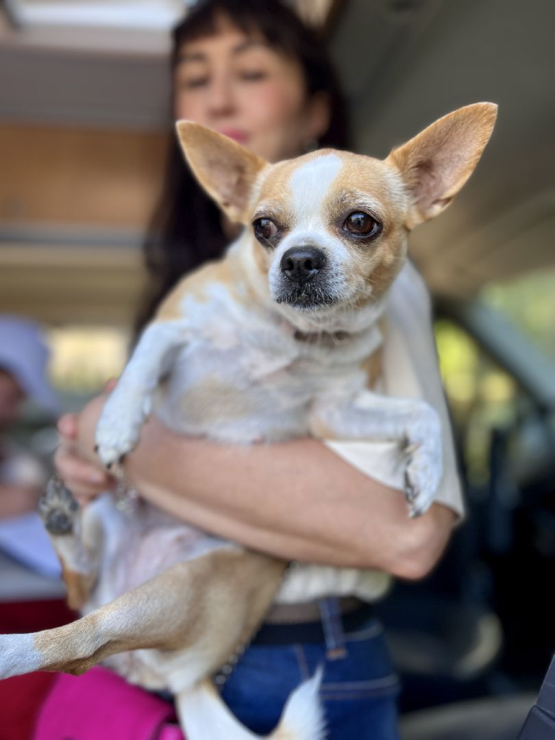 наро-фоминск, наро-фоминский городской округ, ветеринарная служба, вакцинация животных, чипирование домашних животных,