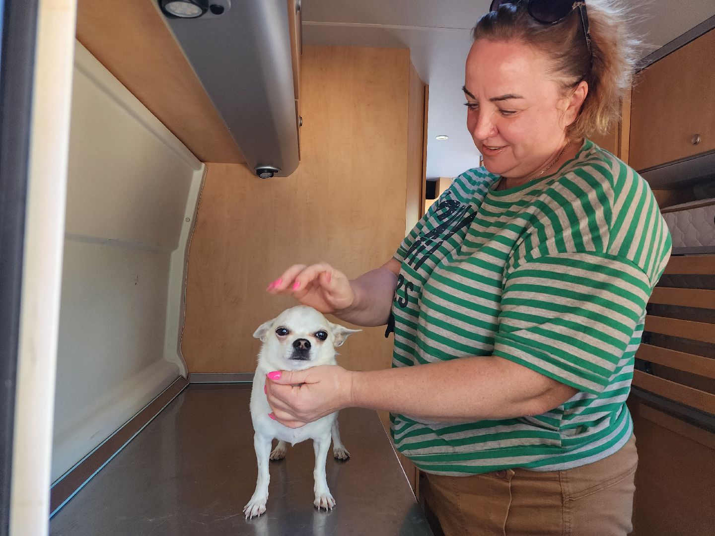 наро-фоминск, наро-фоминский городской округ, ветеринарная служба, вакцинация животных, чипирование домашних животных,