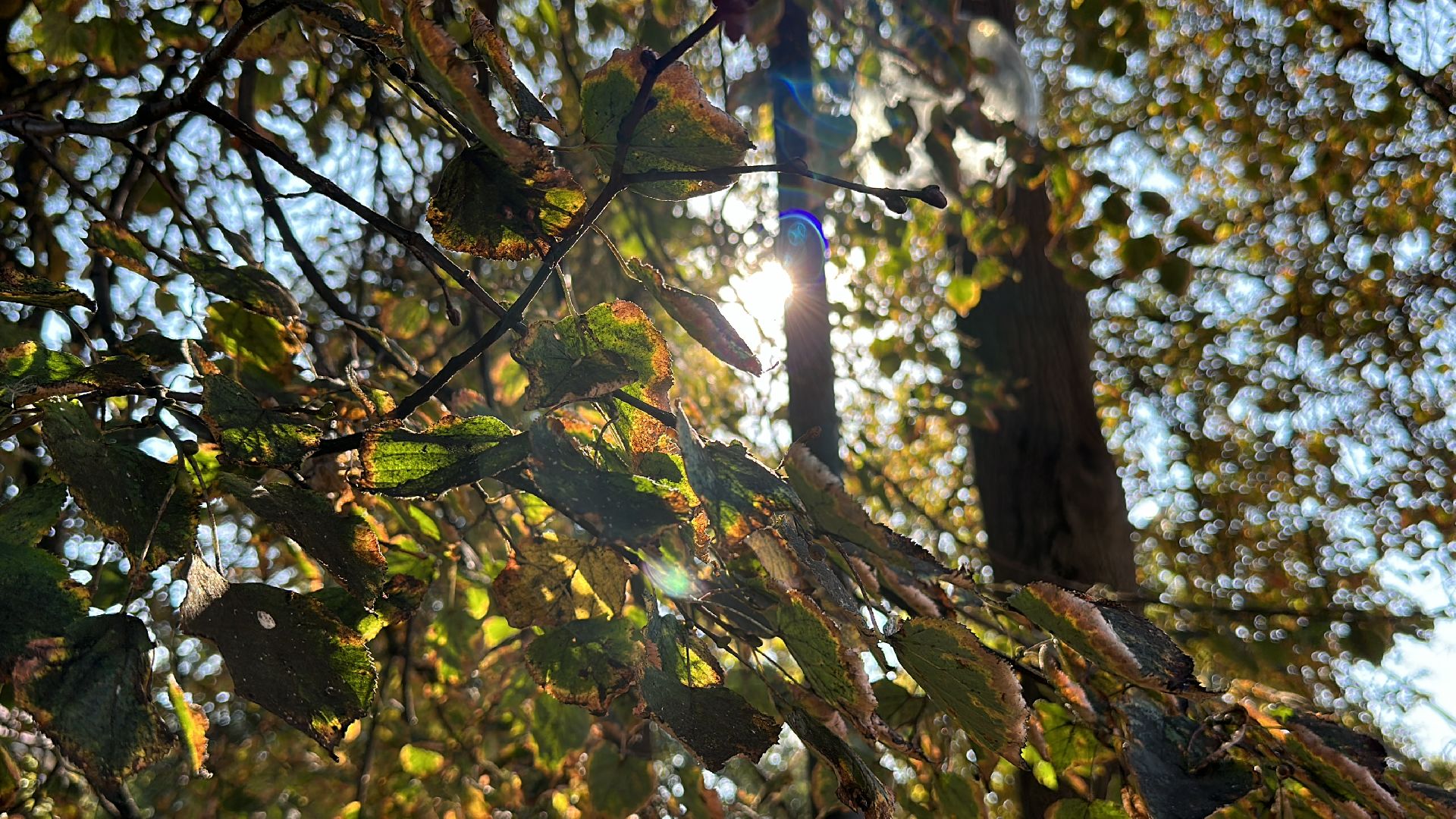 Клин, общество, благоустройство, уборка города,