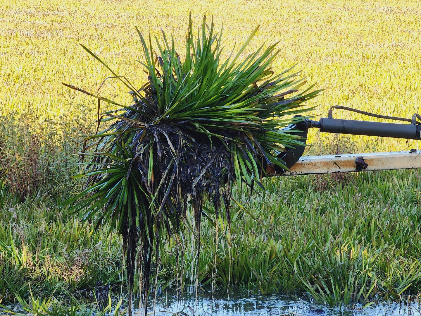 Егорьевск, святое озеро, Подмосковье, Московская область, экология, чистые пруды,