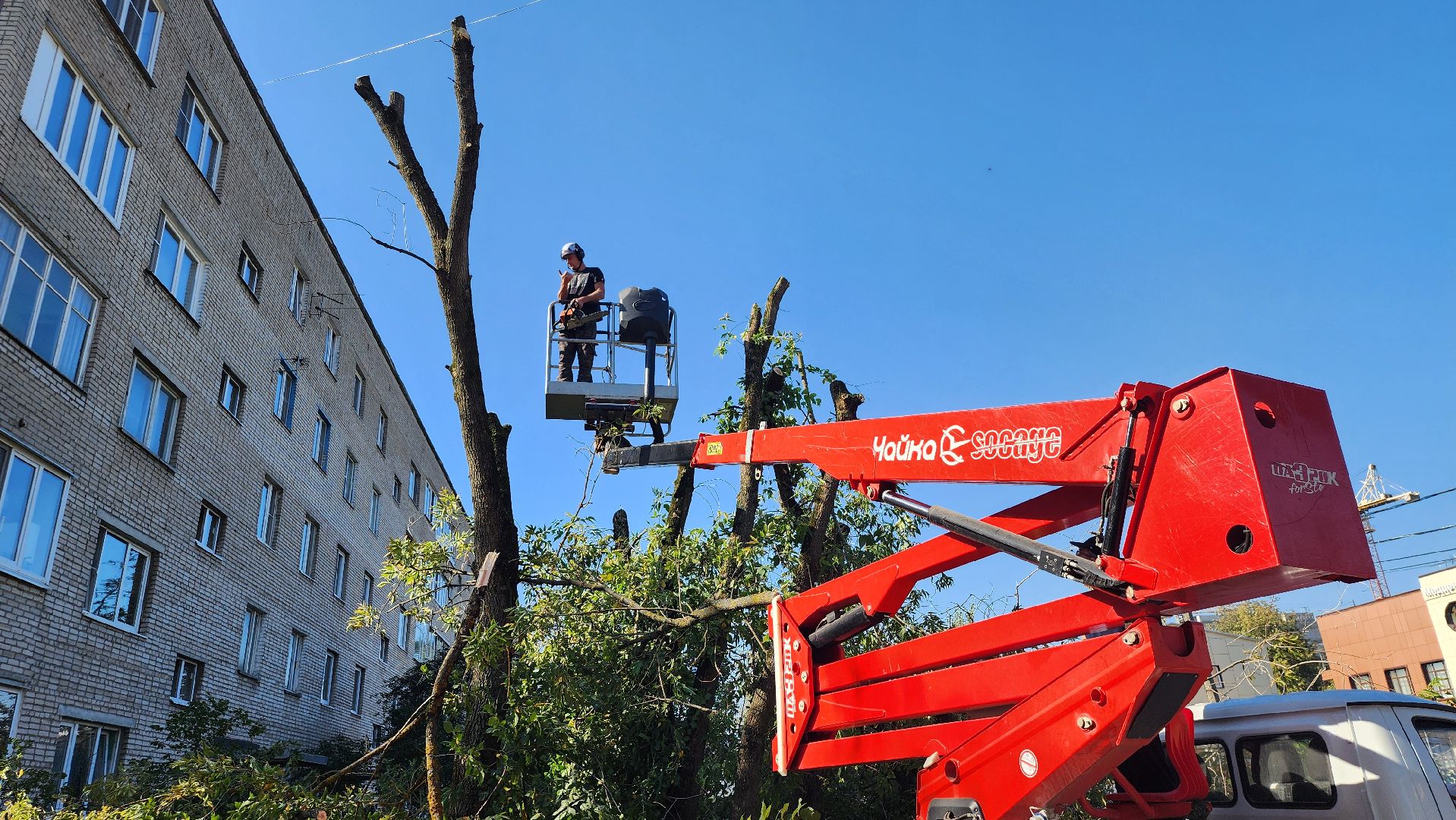 санитарная обрезка деревьев, коммунальные службы, порубочный билет, Старая Купавна, Богородский городской округ,
