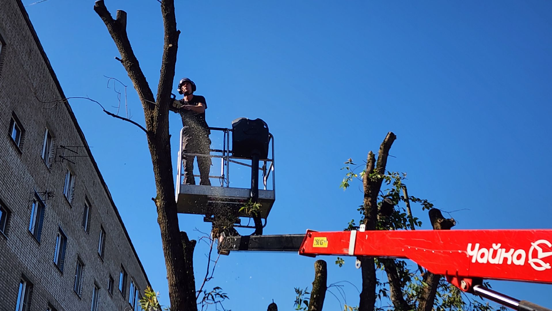 санитарная обрезка деревьев, коммунальные службы, порубочный билет, Старая Купавна, Богородский городской округ,