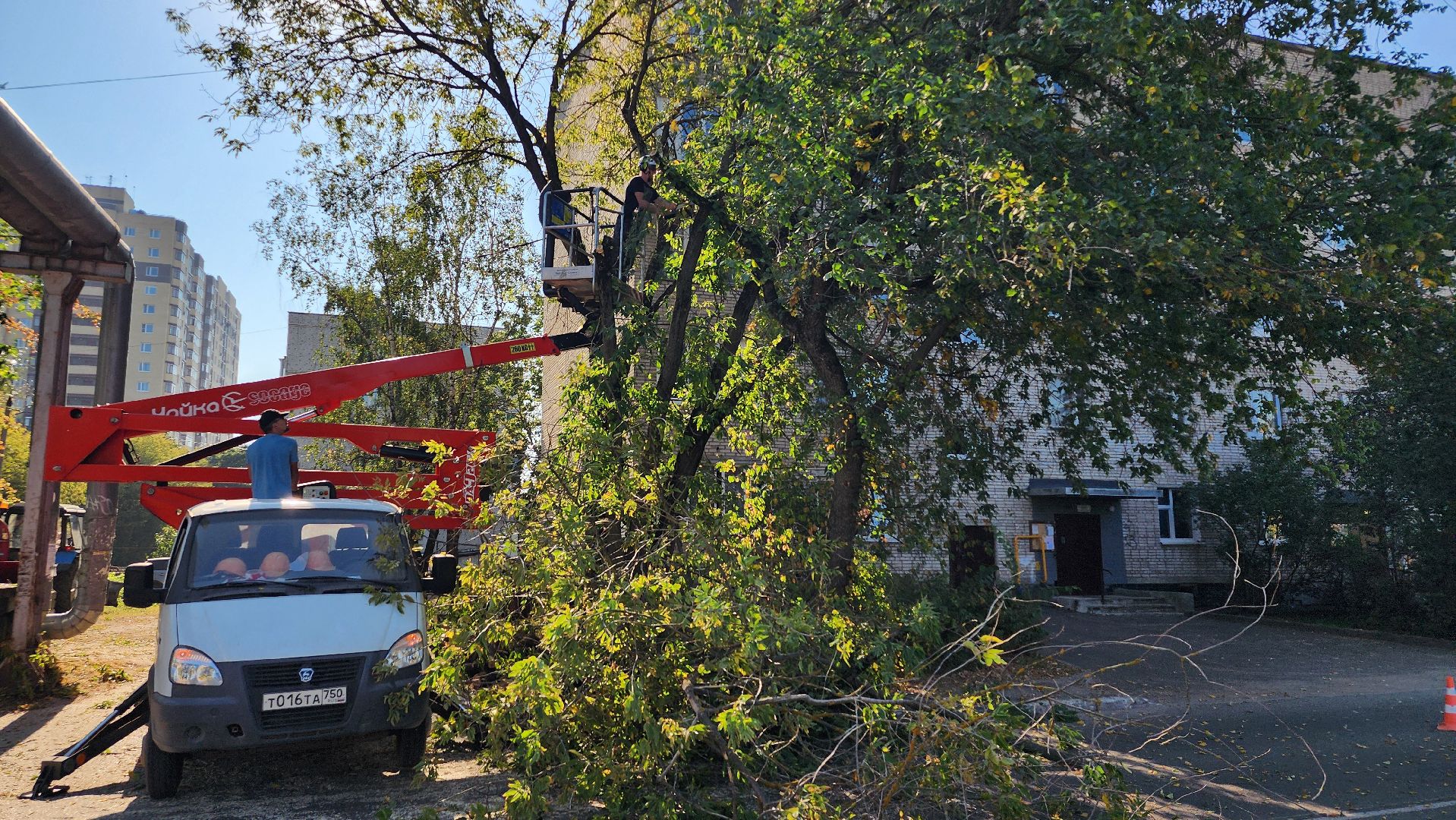 санитарная обрезка деревьев, коммунальные службы, порубочный билет, Старая Купавна, Богородский городской округ,