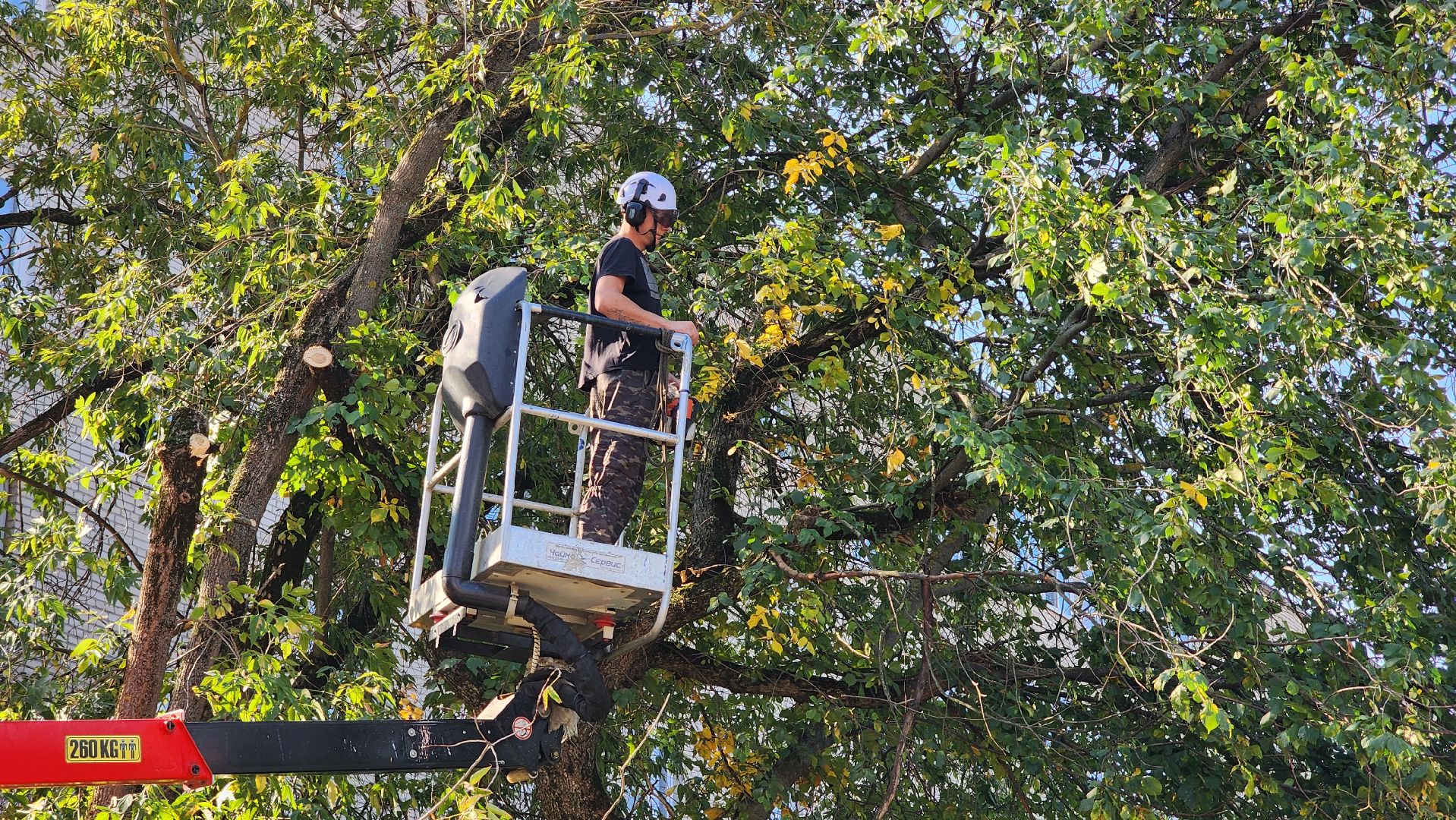 санитарная обрезка деревьев, коммунальные службы, порубочный билет, Старая Купавна, Богородский городской округ,