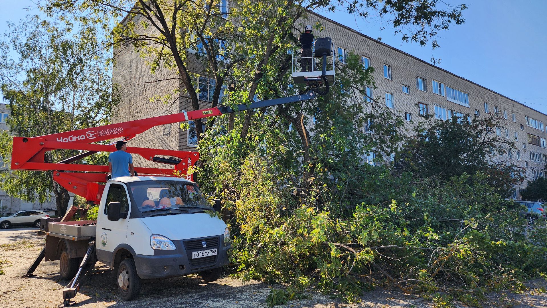 санитарная обрезка деревьев, коммунальные службы, порубочный билет, Старая Купавна, Богородский городской округ,