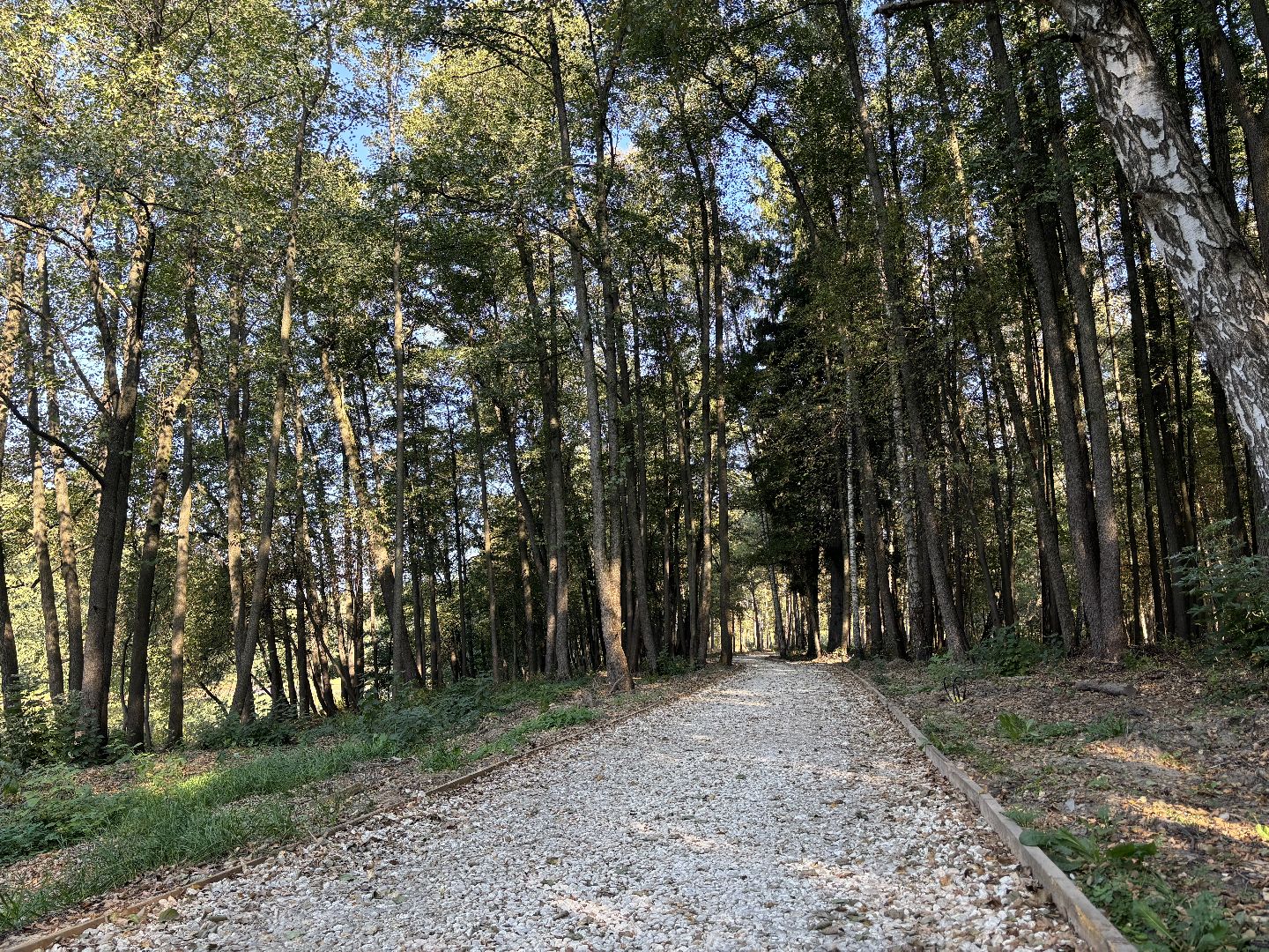благоустройсво, кучинский лесопарк,