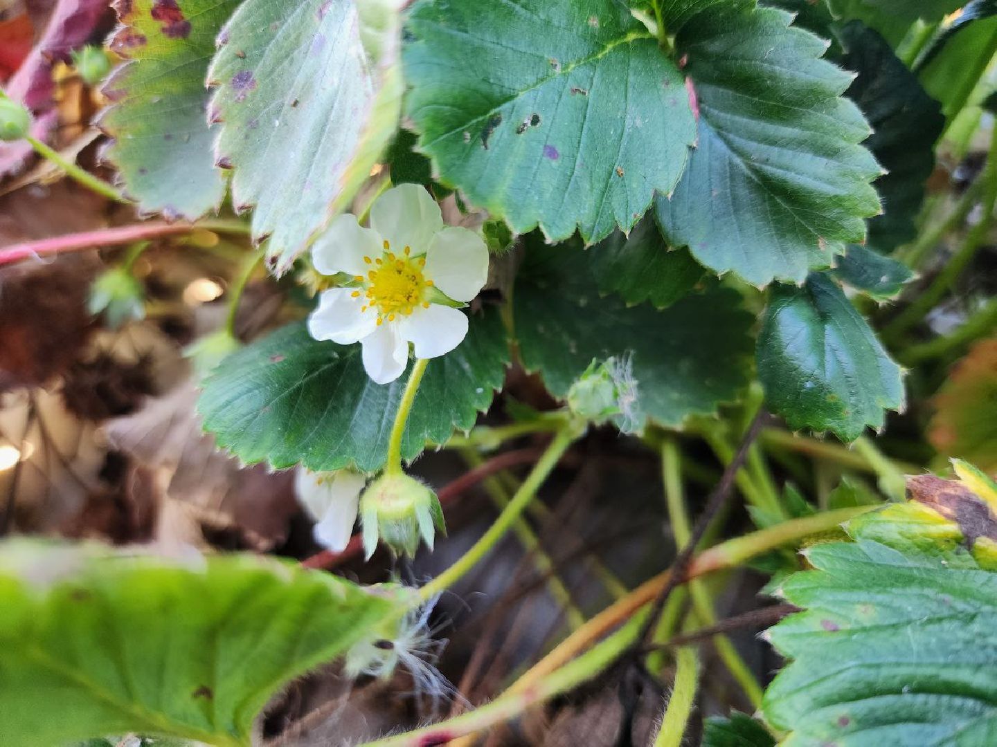 можайск, можайский городской округ, подмосковье, сельское хозяйство, Агростартап, гранд, целевой гранд, министерства сельского хозяйства и продовольствия Подмосковья, поддержка КФХ, крестьянско-фермерское хозяйство,
