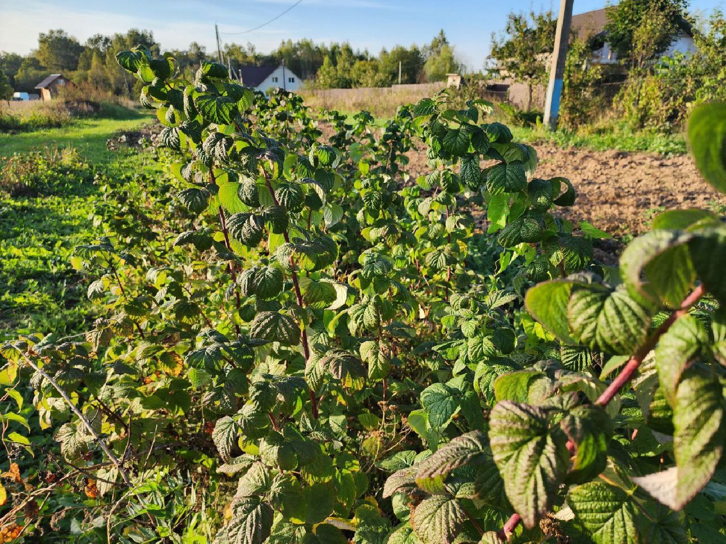 можайск, можайский городской округ, подмосковье, сельское хозяйство, Агростартап, гранд, целевой гранд, министерства сельского хозяйства и продовольствия Подмосковья, поддержка КФХ, крестьянско-фермерское хозяйство,