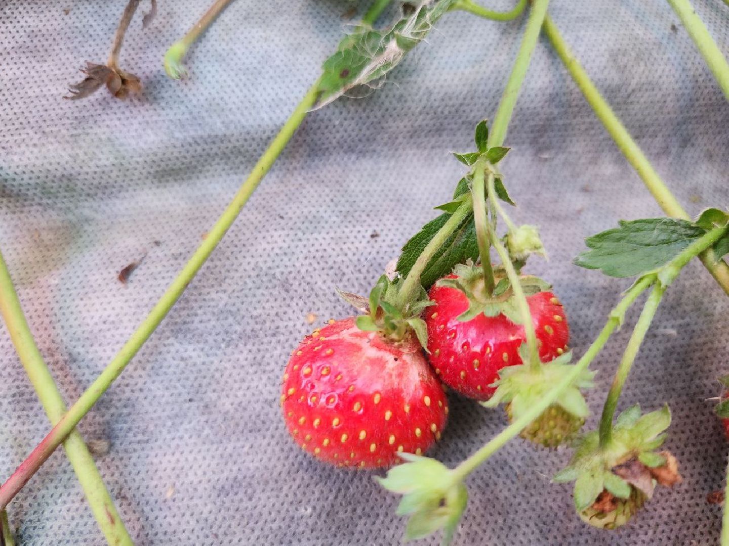 можайск, можайский городской округ, подмосковье, сельское хозяйство, Агростартап, гранд, целевой гранд, министерства сельского хозяйства и продовольствия Подмосковья, поддержка КФХ, крестьянско-фермерское хозяйство,