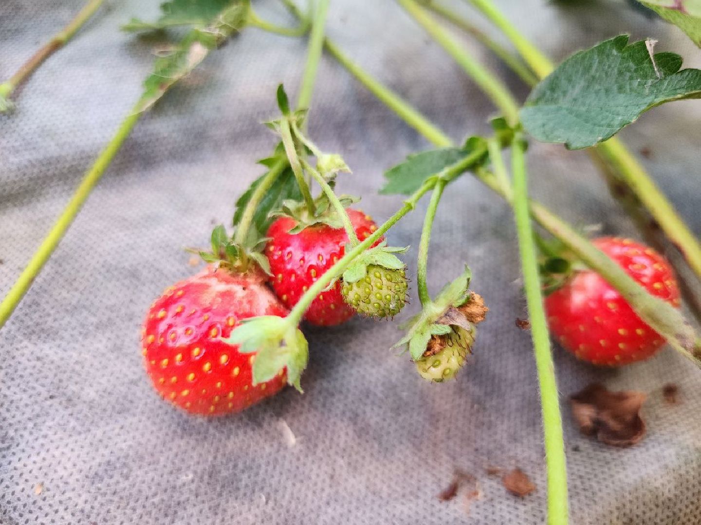 можайск, можайский городской округ, подмосковье, сельское хозяйство, Агростартап, гранд, целевой гранд, министерства сельского хозяйства и продовольствия Подмосковья, поддержка КФХ, крестьянско-фермерское хозяйство,