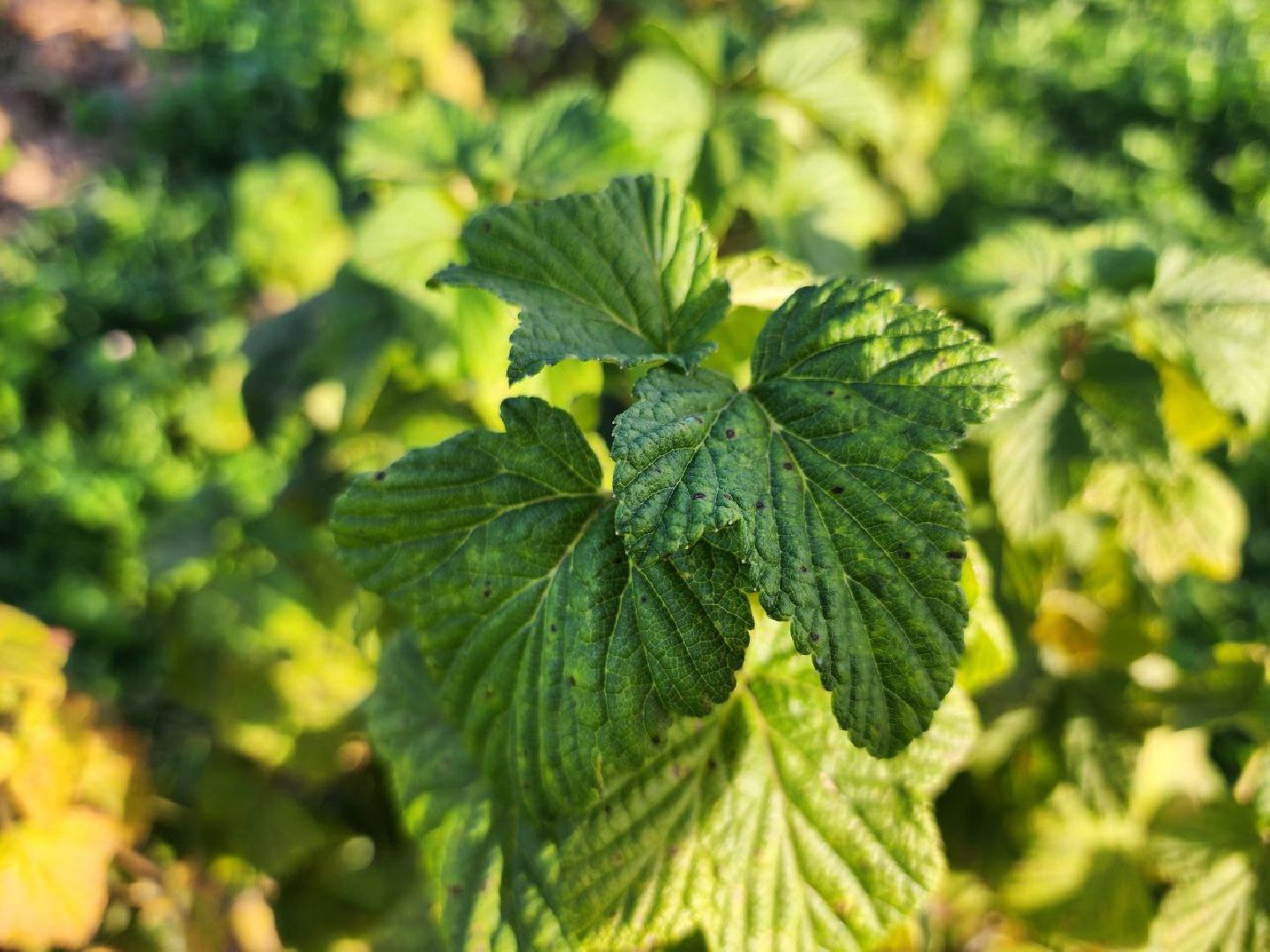 можайск, можайский городской округ, подмосковье, сельское хозяйство, Агростартап, гранд, целевой гранд, министерства сельского хозяйства и продовольствия Подмосковья, поддержка КФХ, крестьянско-фермерское хозяйство,