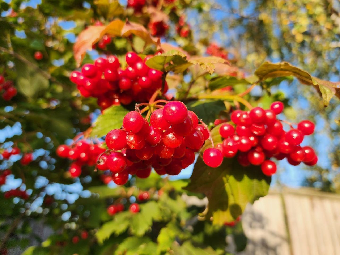 можайск, можайский городской округ, подмосковье, сельское хозяйство, Агростартап, гранд, целевой гранд, министерства сельского хозяйства и продовольствия Подмосковья, поддержка КФХ, крестьянско-фермерское хозяйство,