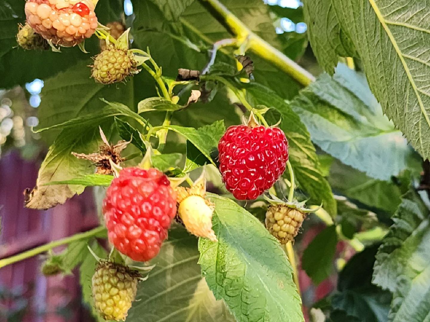 можайск, можайский городской округ, подмосковье, сельское хозяйство, Агростартап, гранд, целевой гранд, министерства сельского хозяйства и продовольствия Подмосковья, поддержка КФХ, крестьянско-фермерское хозяйство,