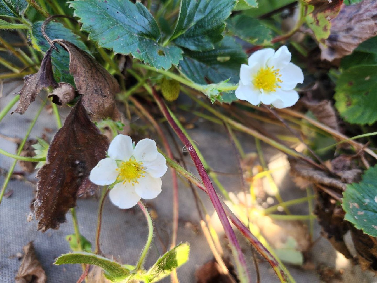 можайск, можайский городской округ, подмосковье, сельское хозяйство, Агростартап, гранд, целевой гранд, министерства сельского хозяйства и продовольствия Подмосковья, поддержка КФХ, крестьянско-фермерское хозяйство,