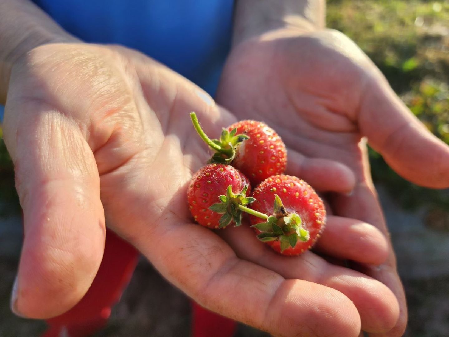 можайск, можайский городской округ, подмосковье, сельское хозяйство, Агростартап, гранд, целевой гранд, министерства сельского хозяйства и продовольствия Подмосковья, поддержка КФХ, крестьянско-фермерское хозяйство,