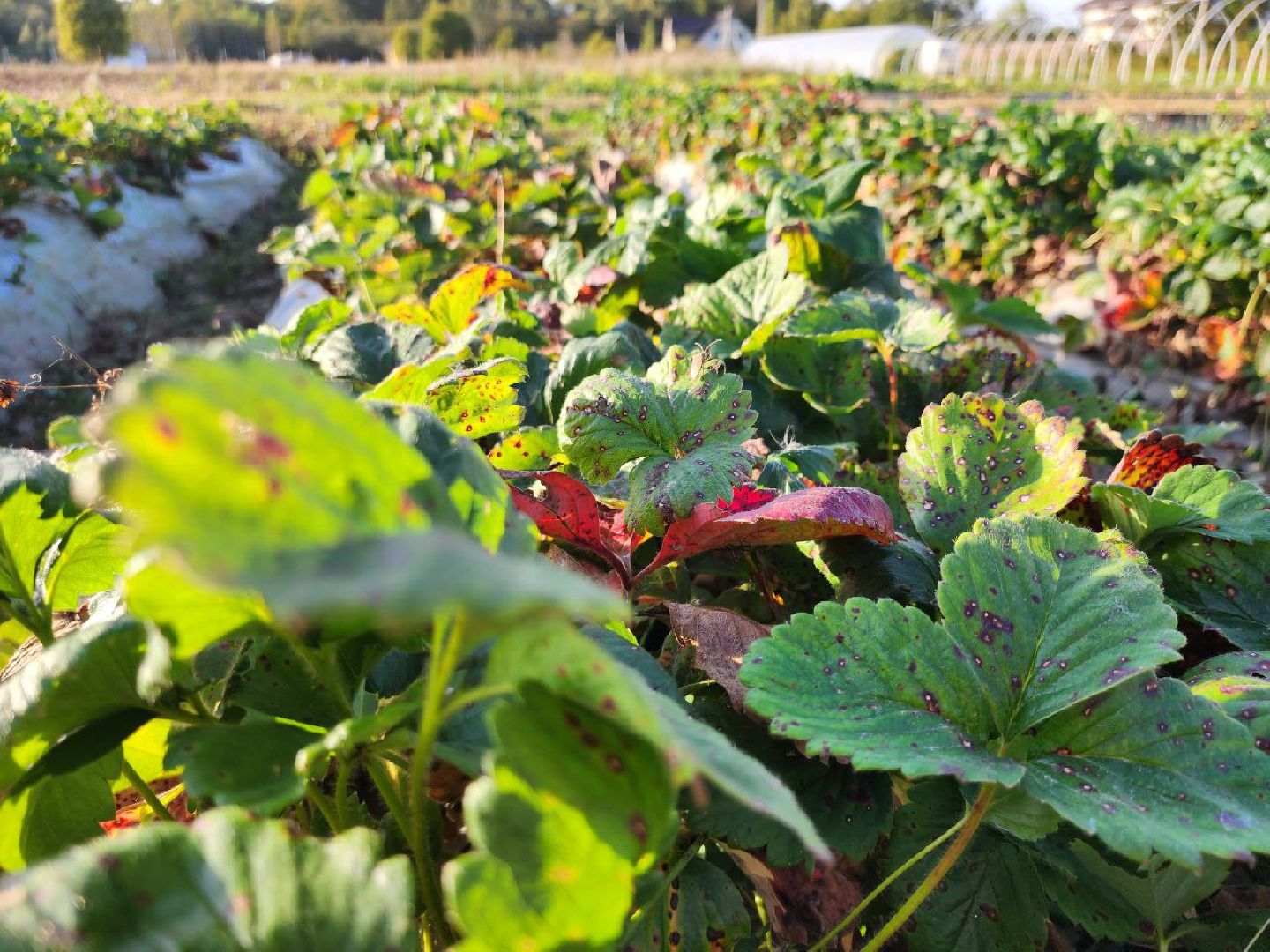 можайск, можайский городской округ, подмосковье, сельское хозяйство, Агростартап, гранд, целевой гранд, министерства сельского хозяйства и продовольствия Подмосковья, поддержка КФХ, крестьянско-фермерское хозяйство,