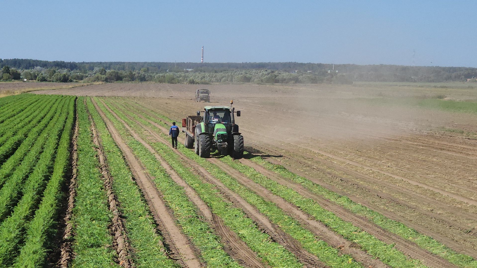 серпухов, ао дашковка, сельское хозяйство, уборка овощей, сбор урожая,
