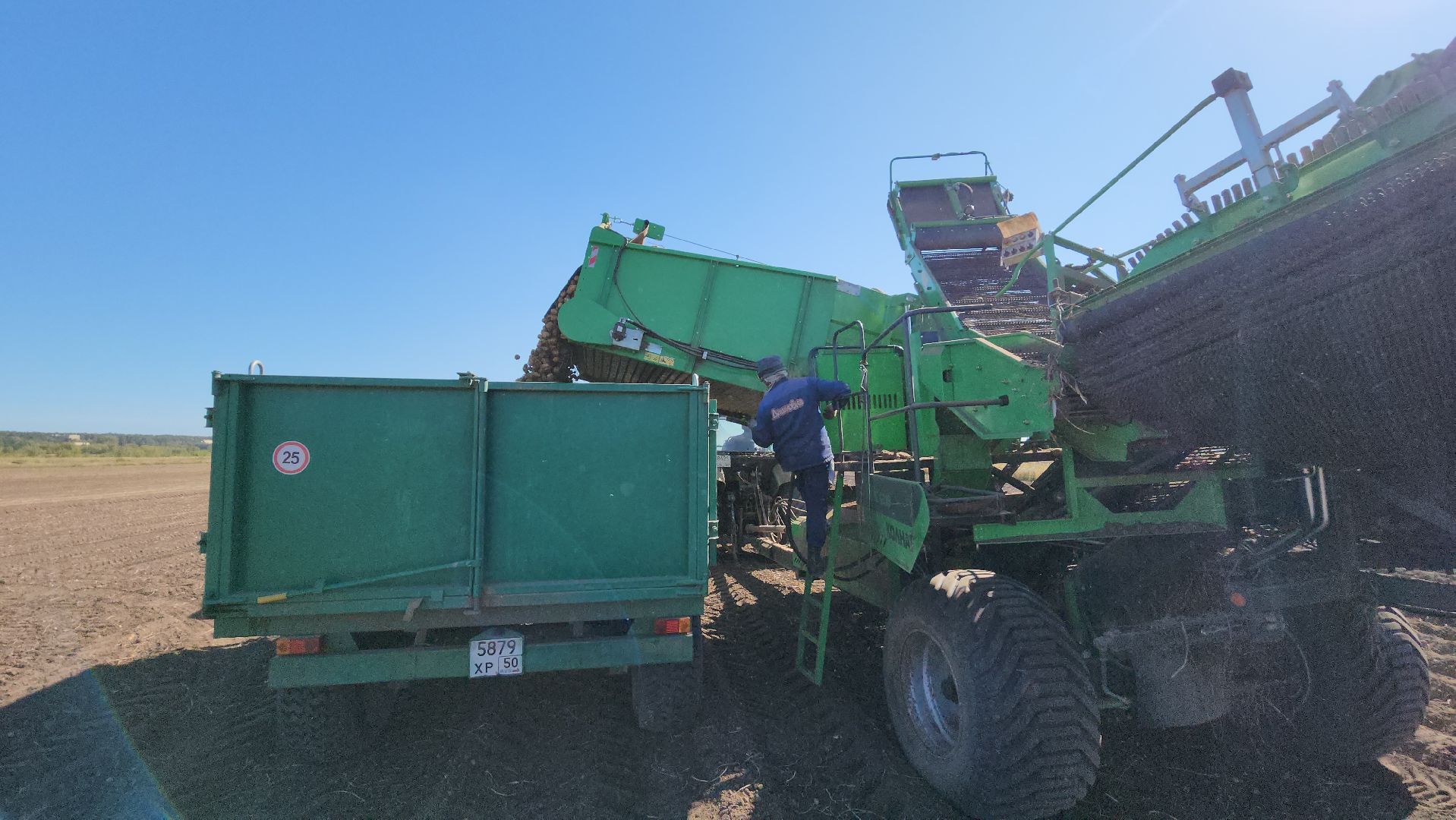 серпухов, ао дашковка, сельское хозяйство, уборка овощей, сбор урожая,