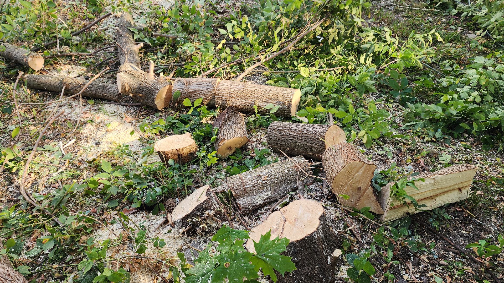 Бронницы, Опиловка деревьев, Благоустройство, мбу благоустройство,