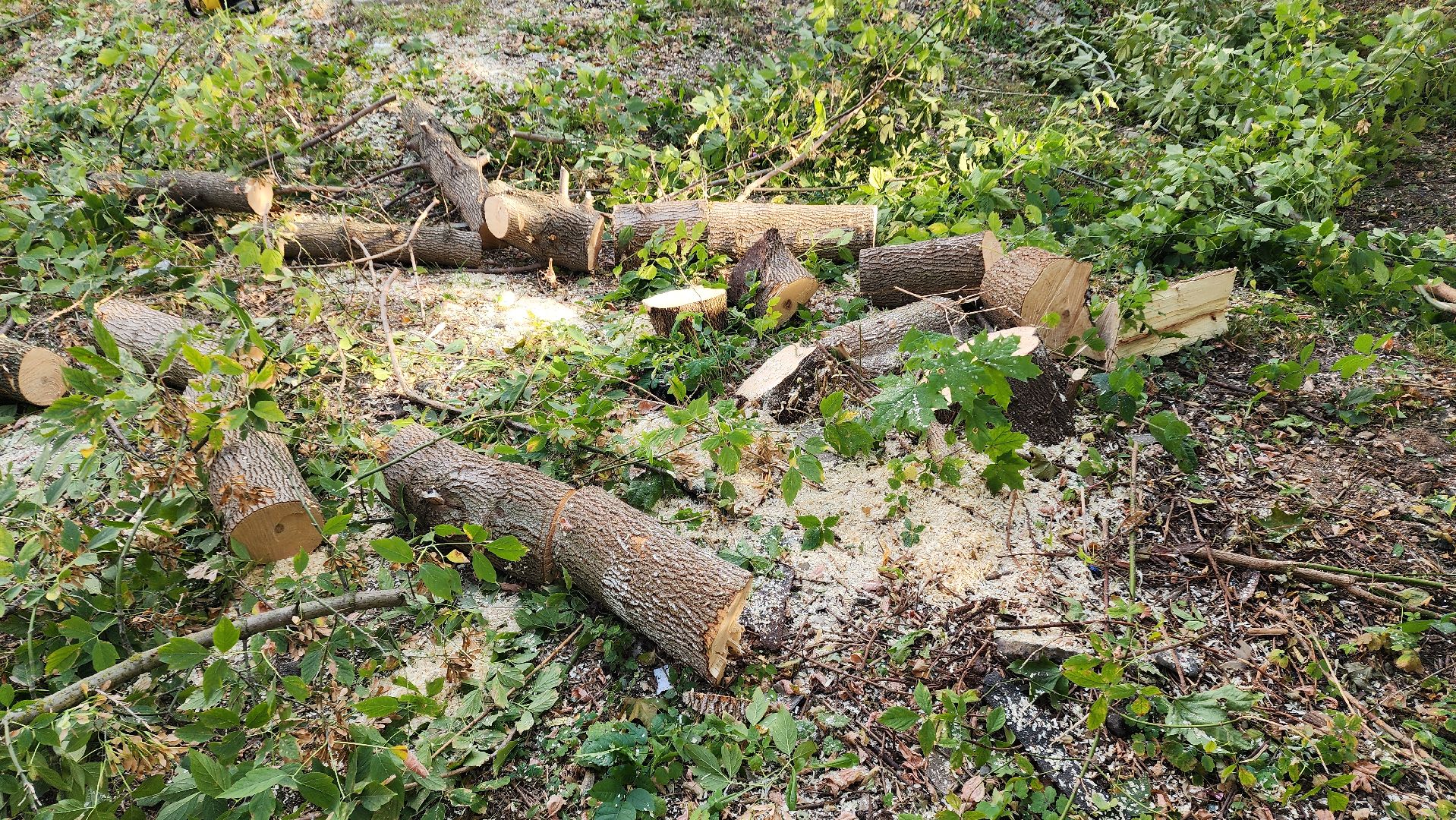 Бронницы, Опиловка деревьев, Благоустройство, мбу благоустройство,